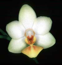 Phalaenopsis Wssener Goldlobbii by O.Gruss