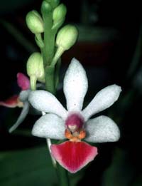 Phalaenopsis Anna-Larati Soekardi by O.Gruss