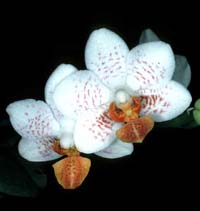 Phalaenopsis Memoria John Dunkel by O.Gruss