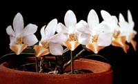 Phalaenopsis Formosa Dream by O.Gruss