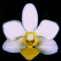Phalaenopsis Little Miss Daisy by O.Gruss