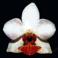 Phalaenopsis Perfection by O.Gruss