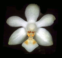 Phalaenopsis Miracle Gift by O.Gruss