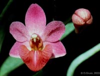 Phalaenopsis Memoria Val Rettig by O.Gruss