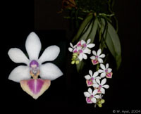 Phalaenopsis Anna-Larati Soekardi by W.Apel
