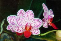 Phalaenopsis Rusalka by O.Gruss