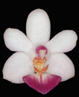 Phalaenopsis Memoria Mildred Holt by O.Gruss