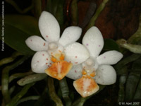 Phalaenopsis Micro Nova by W.Apel