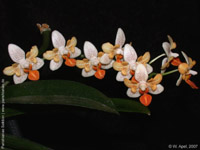 Phalaenopsis Mini Mark by W.Apel