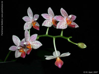 Phalaenopsis Fantasy Musick x bastianii by W.Apel
