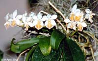 Phalaenopsis Partris by W.Apel