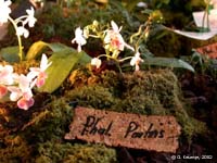 Phalaenopsis Partris by G.Keuntje